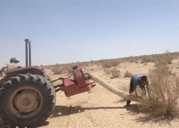 ملخ‌های بومی برای تولید خوراک طیور و آبزیان جارو می‌شوند