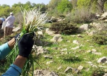نیشابور مهد تولید بیش از ۱۰۰ گونه از گیاهان دارویی است