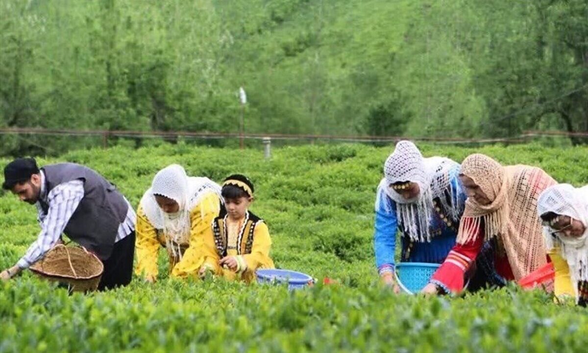 هر خانوار ایرانی سالانه چقدر «چای» مصرف می‌کند؟