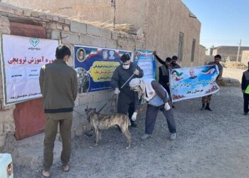 واکسیناسیون بیش از ۲هزار قلاده سگ علیه بیماری هاری در سیستان وبلوچستان