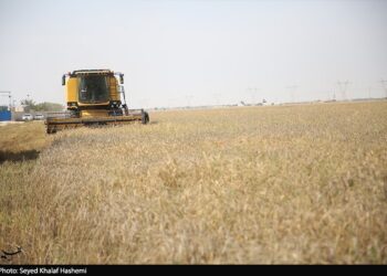 وزیر کشاورزی: مطالبات گندمکاران به زودی پرداخت می شود