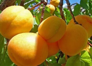 پیش بینی برداشت ۲۵ هزار تُن زردآلو از باغات فارس پیش بینی برداشت ۲۵ هزار تُن زردآلو از باغات فارس