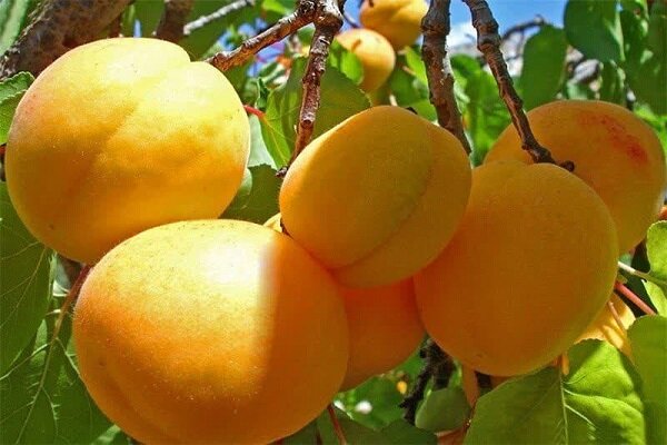پیش بینی برداشت ۲۵ هزار تُن زردآلو از باغات فارس