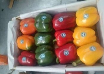 پیش‌بینی برداشت ۸۰ هزار تن محصولات گلخانه‌ای در لرستان