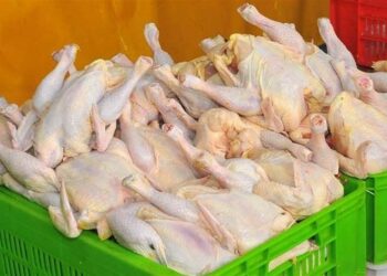 چرا مرغ در بازار کم شد؟ چرا مرغ در بازار کم شد؟