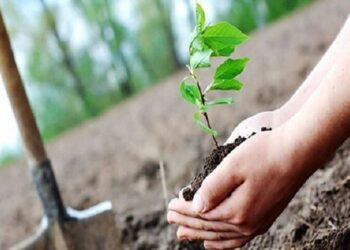 کاشت ۱۰۰ اصله نهال به نام نوزادان