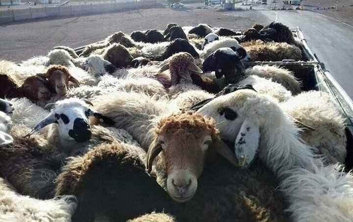 کشف احشام سرقتی ۴ میلیارد ریالی در مرزهای کرمانشاه کشف احشام سرقتی ۴ میلیارد ریالی در مرزهای کرمانشاه