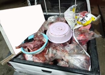 کشف ۳۷۸ کیلوگرم گوشت گراز در قصابی ساری