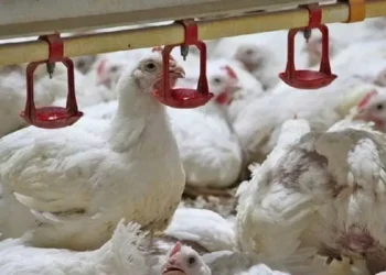 گذار ناقص به بازار آزاد؛ ریشه بحران نقدینگی و تلاطم در صنعت طیور