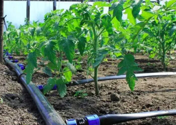 آبیاری ۲۰۰ هکتار از اراضی کشاورزی هلیلان با سیستم‌های نوین