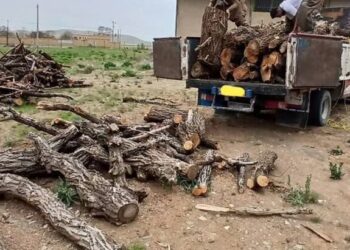 باند قاچاق چوب «دالتون ها» در مازندران متلاشی شد