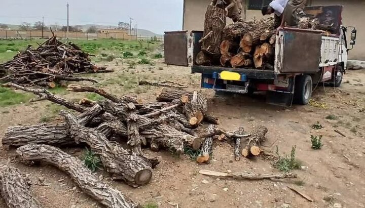 باند قاچاق چوب «دالتون ها» در مازندران متلاشی شد