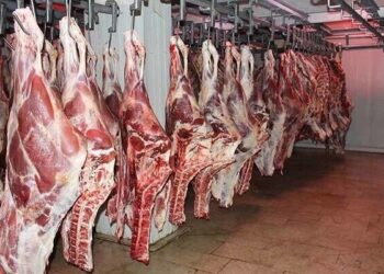 بیش از ۲۰۰ کیلوگرم گوشت غیرمجاز در کرمانشاه معدوم شد