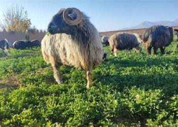 تولید سالانه 600 همت گوشت از مراتع کشور