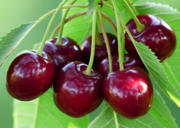 خواص گیلاس از نگاه طب سنتی
