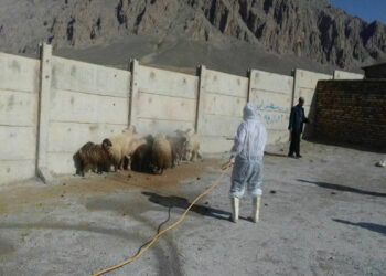 سمپاشی رایگان دام در رودان برای پیشگیری از تب کریمه کنگو آغاز شد