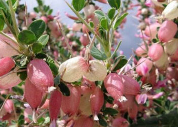 بررسی خاصیت آنتی‌اکسیدانی گیاه انزروت