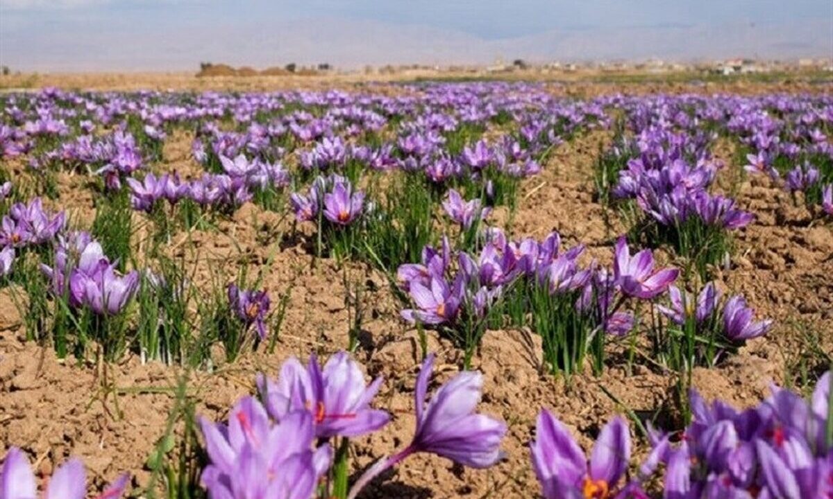رکورد تازه در بورس کالا / ۱۴۵ میلیارد تومان زعفران معامله شد