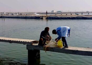 عملیات مراقبت فعال و بیماری‌یابی سایت پرورش میگوی شیف بوشهر  انجام شد