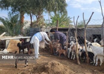 واکسیناسیون رایگان بیش از ۴ هزار رأس دام سبک در مناطق عشایری نیکشهر