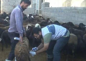 اردوی جهادی دامپزشکی در روستاهای هشترود اردوی جهادی دامپزشکی در روستاهای هشترود