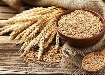 استرالیا در صدر صادرات جهانی جو؛ ایران در میان کشورهای دارای کسری تجاری