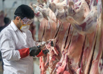 تولید بیش از ۲۵ هزار تن گوشت قرمز در خراسان رضوی تولید بیش از ۲۵ هزار تن گوشت قرمز در خراسان رضوی