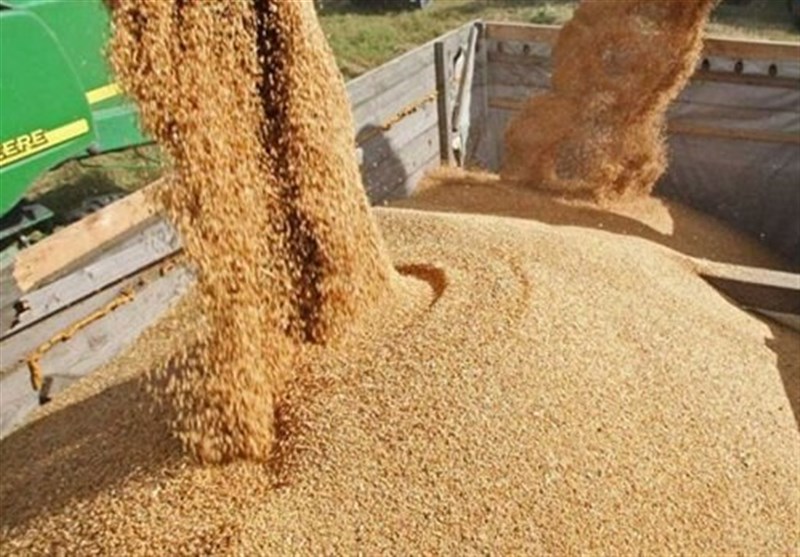 تولید داخل جایگزین 40 درصد جو وارداتی شد تولید داخل جایگزین 40 درصد جو وارداتی شد