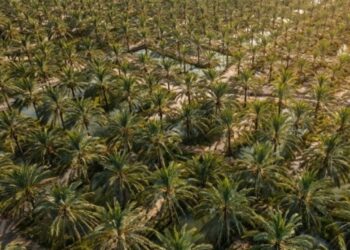 روز ملی خرما؛ محصولی که از نخلستان تا بازار حلقه مفقوده دارد