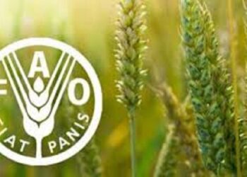 شاخص قیمت جهانی مواد غذایی در مسیر صعود؛ شکر پیشتاز گرانی