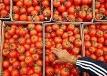 صادرات گوجه تا پایان سال ممنوع شد صادرات گوجه تا پایان سال ممنوع شد