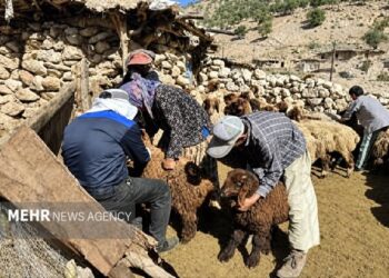 طرح واکسیناسیون رایگان تب برفکی در مازندران کلید خورد طرح واکسیناسیون رایگان تب برفکی در مازندران کلید خورد