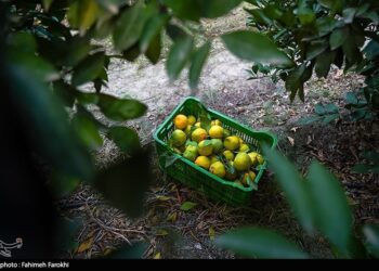 قیمت مرکبات مازندران اعلام شد؛ نارنگی درجه‌یک تا 150 هزار تومان