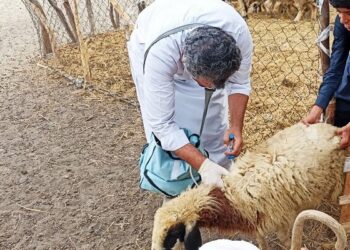 واکسیناسیون بیش از ۳۴۰۰ رأس دام در مناطق روستایی و عشایری مهرستان
